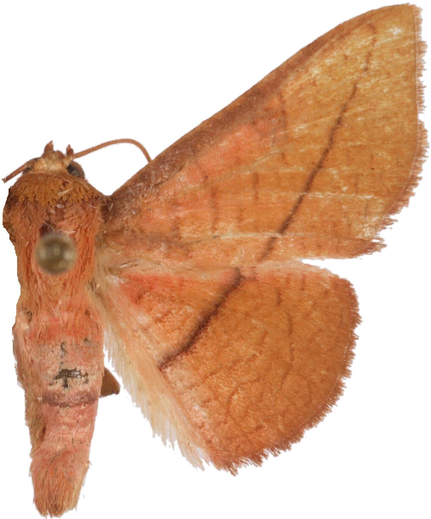 Striglina fidelia Whalley