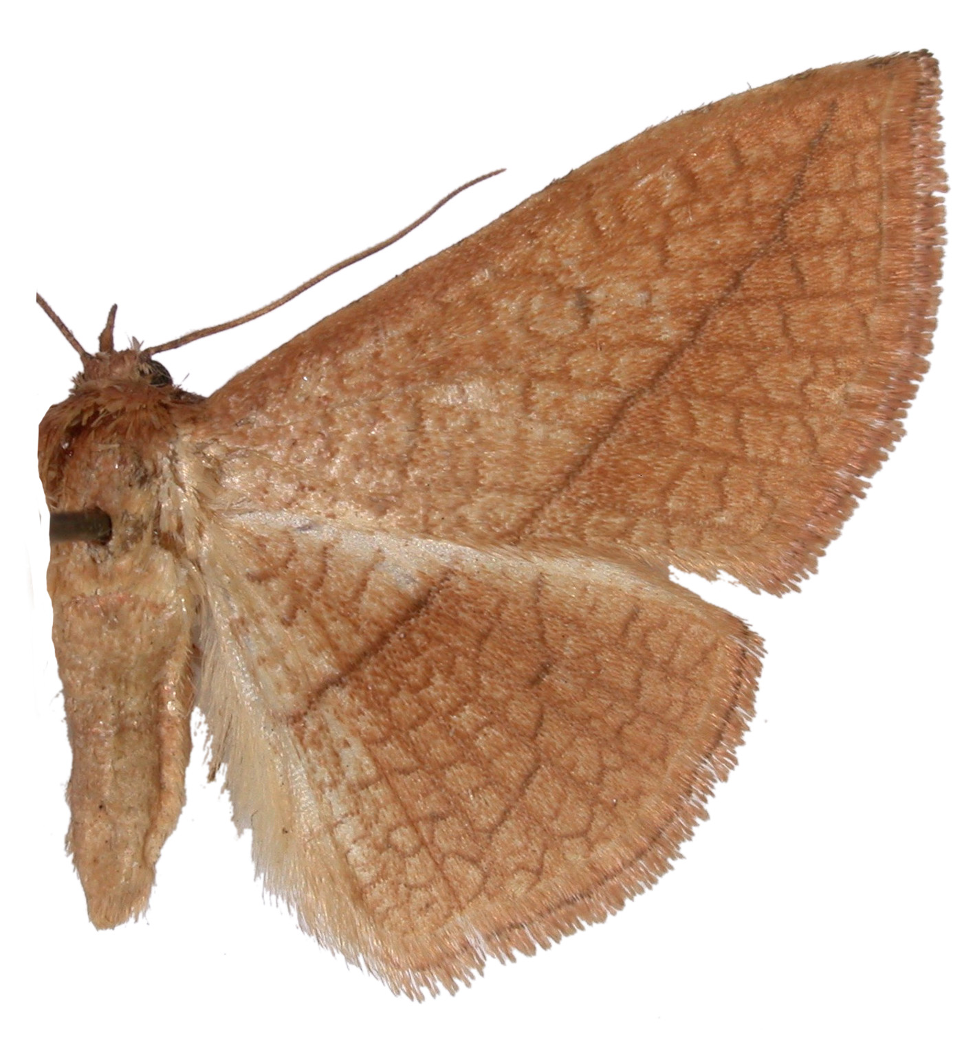 Striglina irresecta obscura Whalley