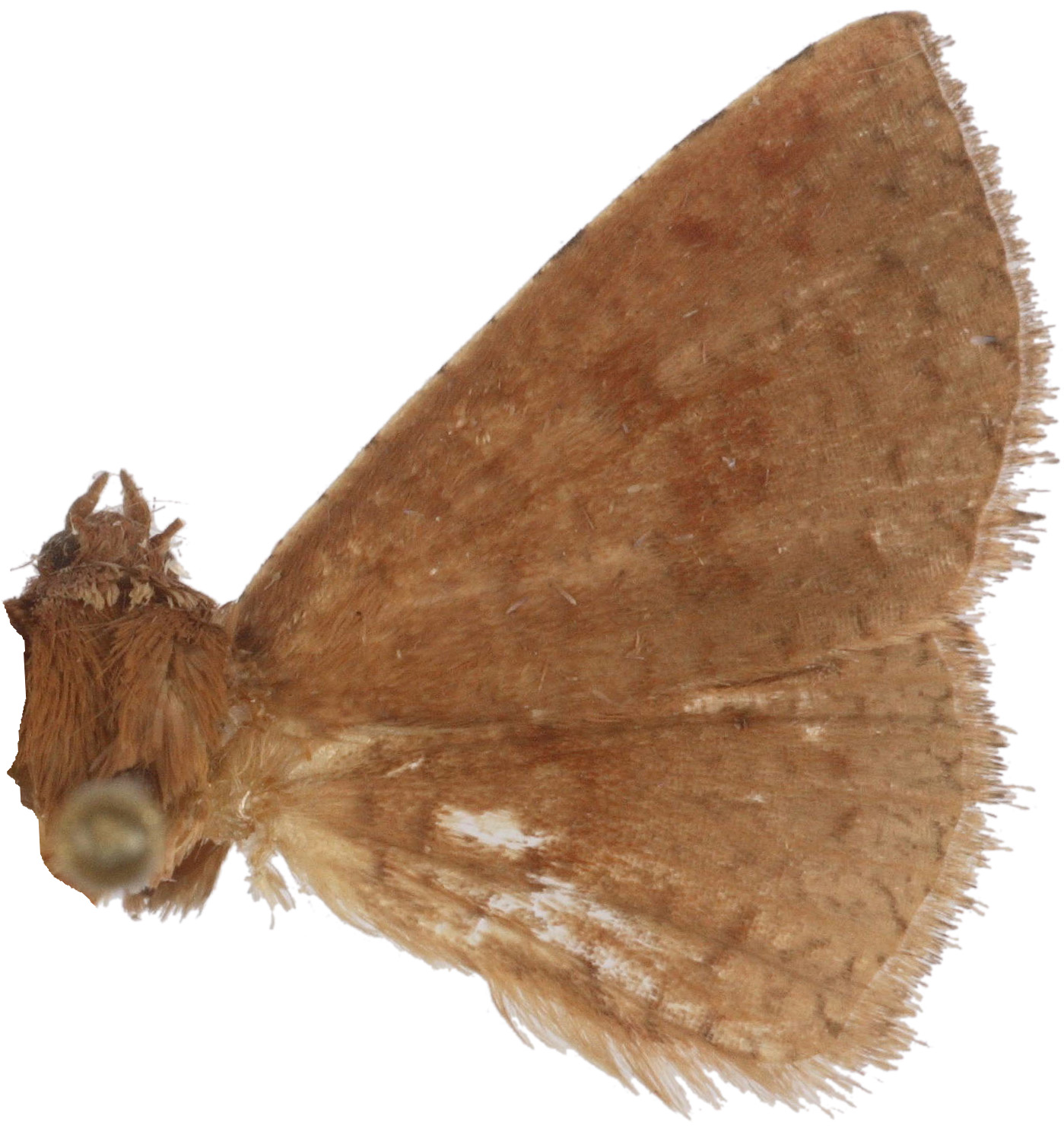 Striglina lilacina Warren