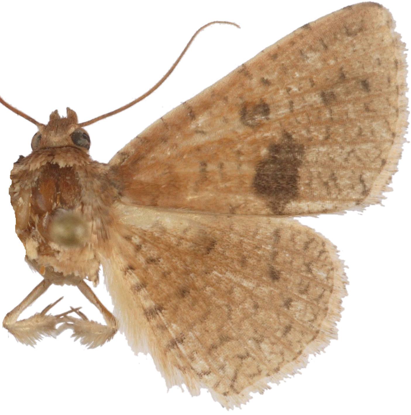 Striglina mediofascia ssp. 1 Swinhoe