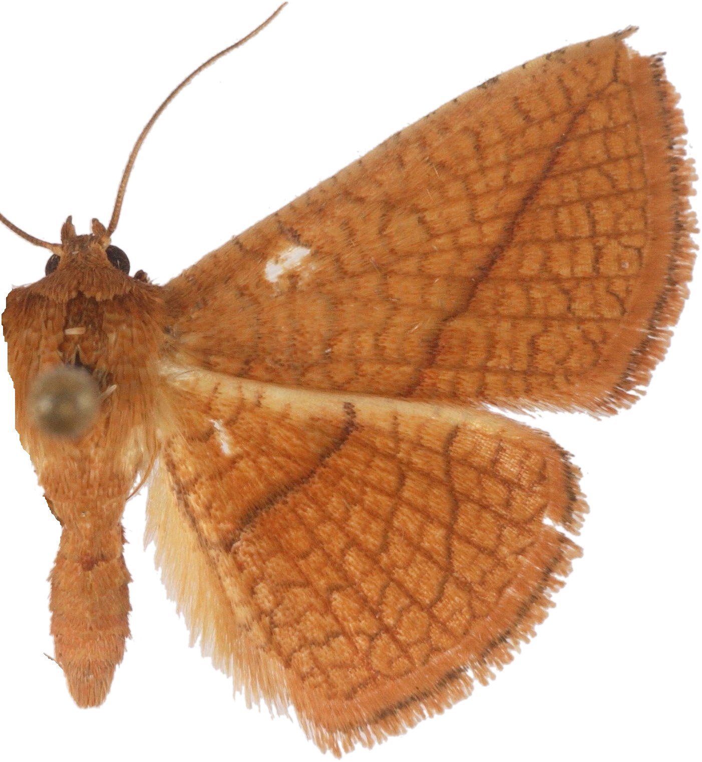 Striglina propatula Whalley