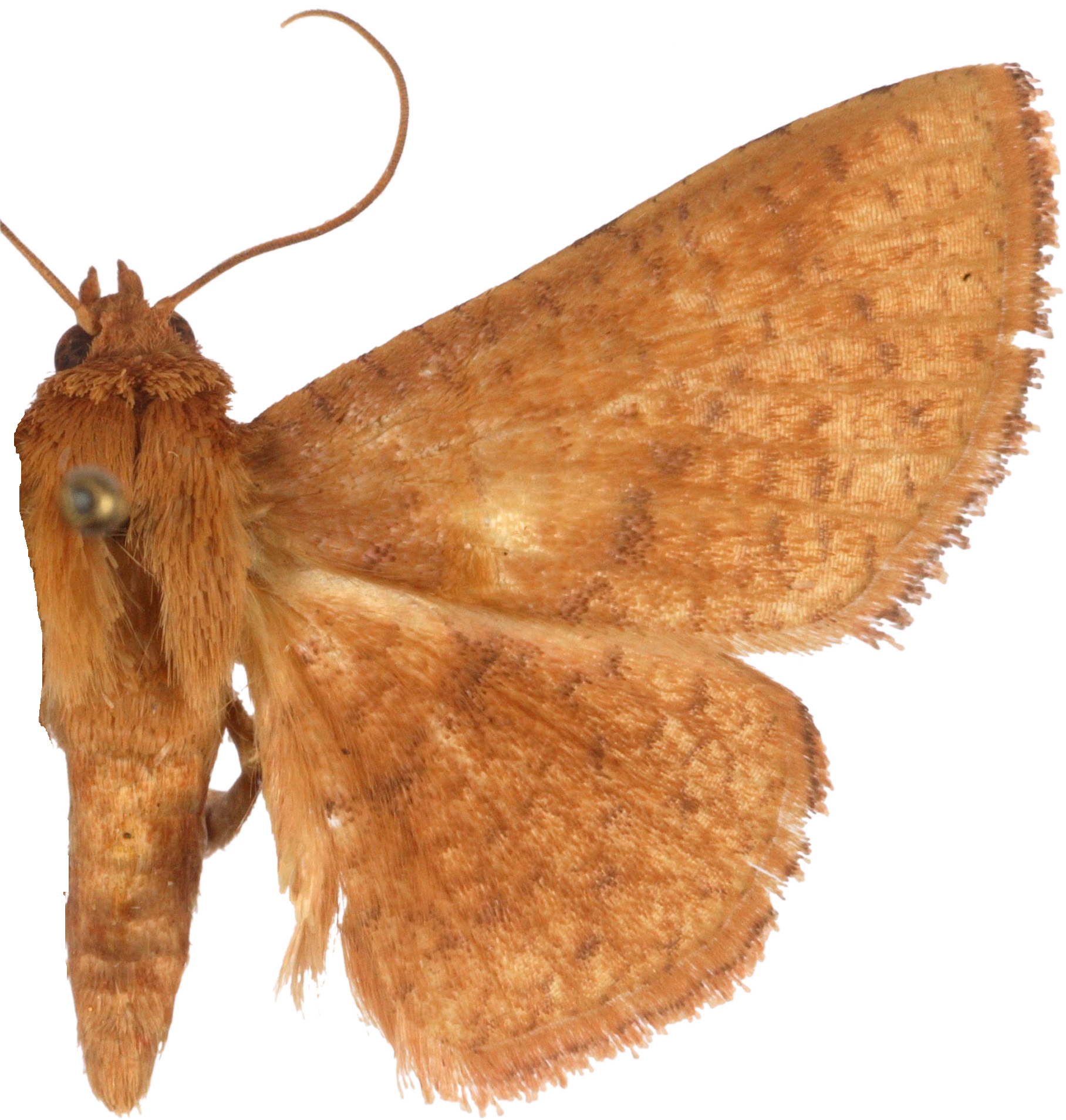 Striglina rubicunda Whalley