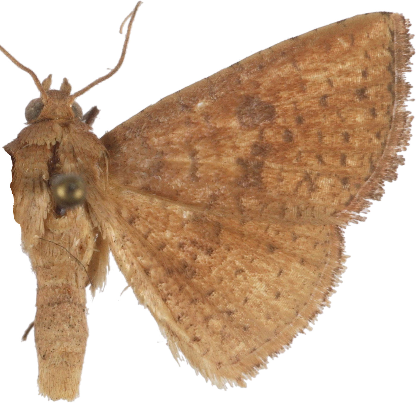 Striglina rufescens Gaede
