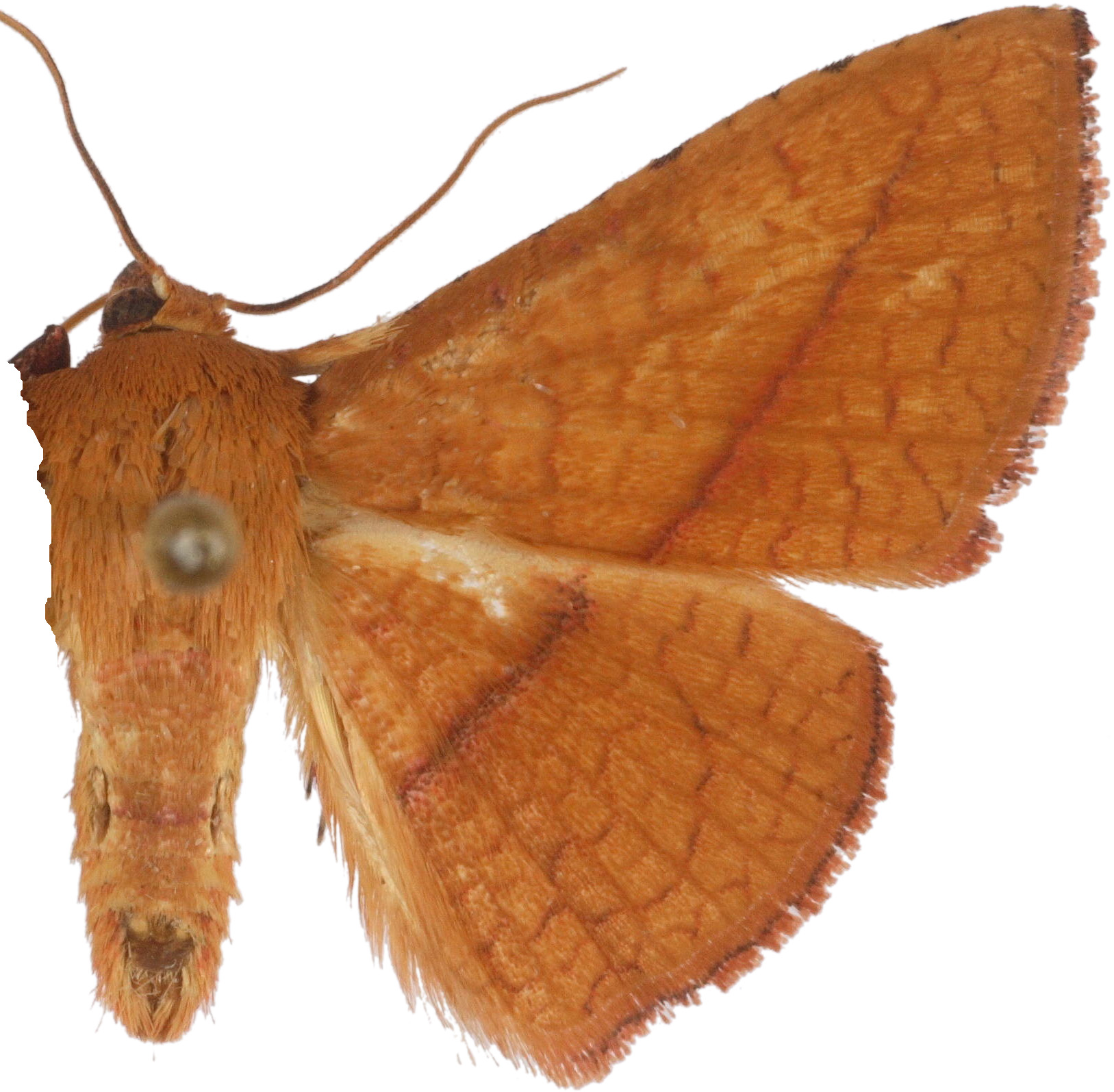 Striglina scitaria thermesoides Walker
