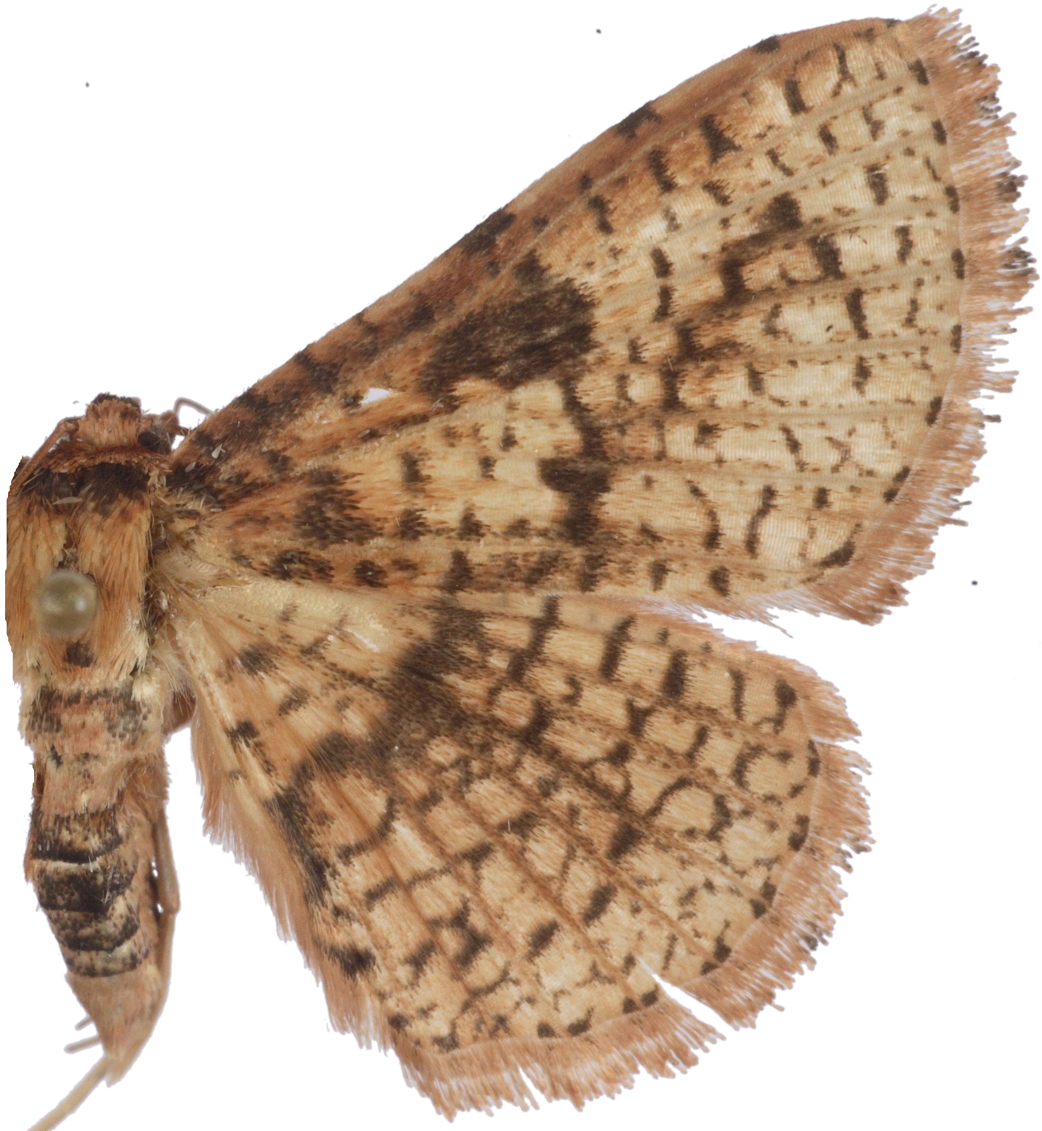 Striglina sp. 1