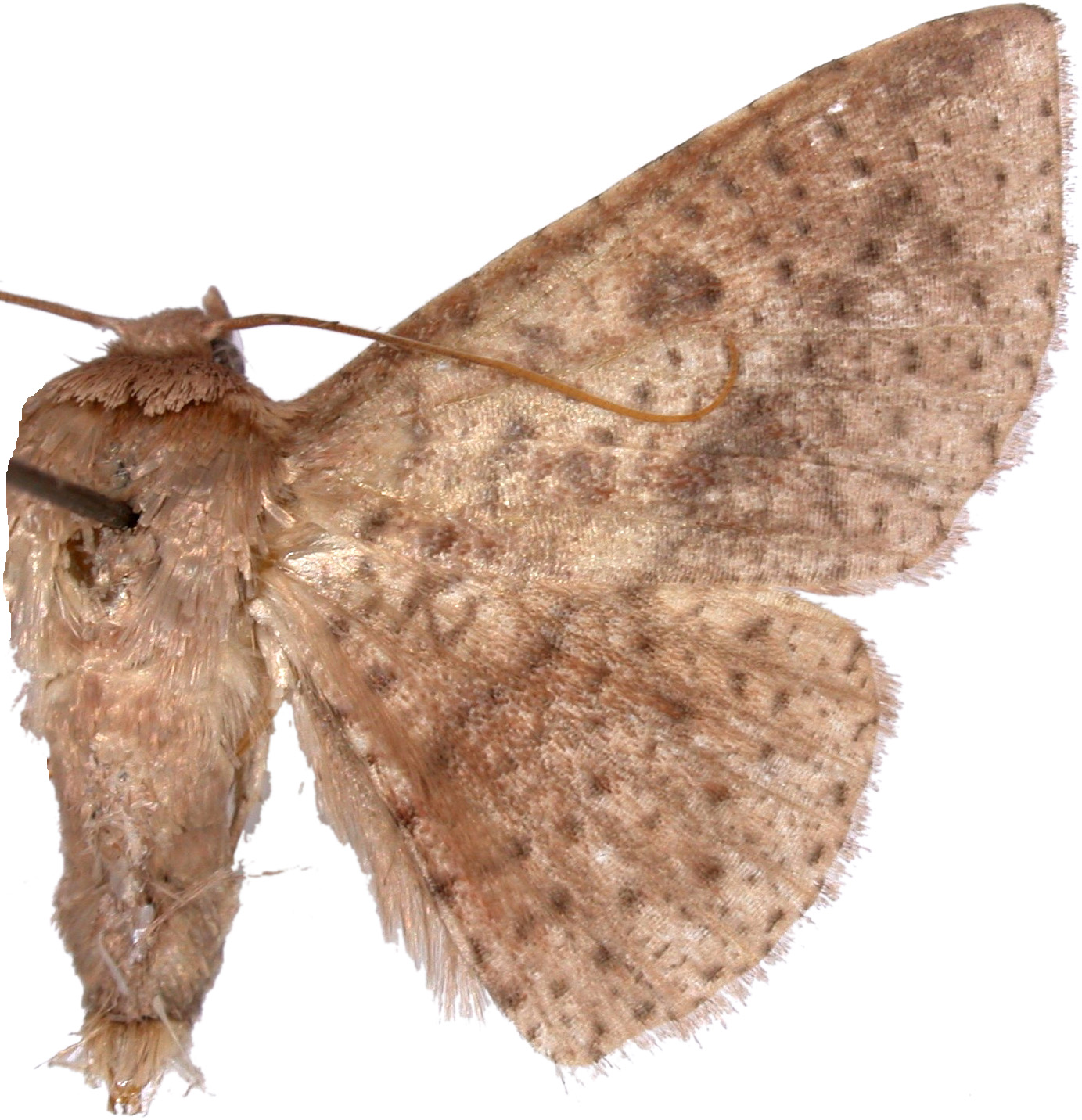 Striglina sp. 2