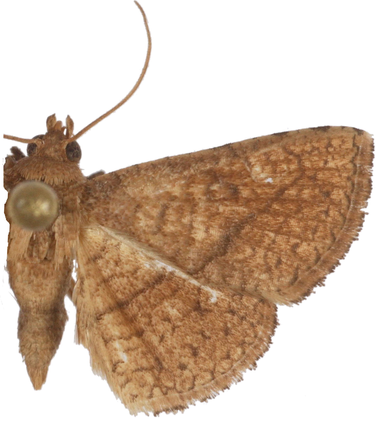Striglina strigosa Moore