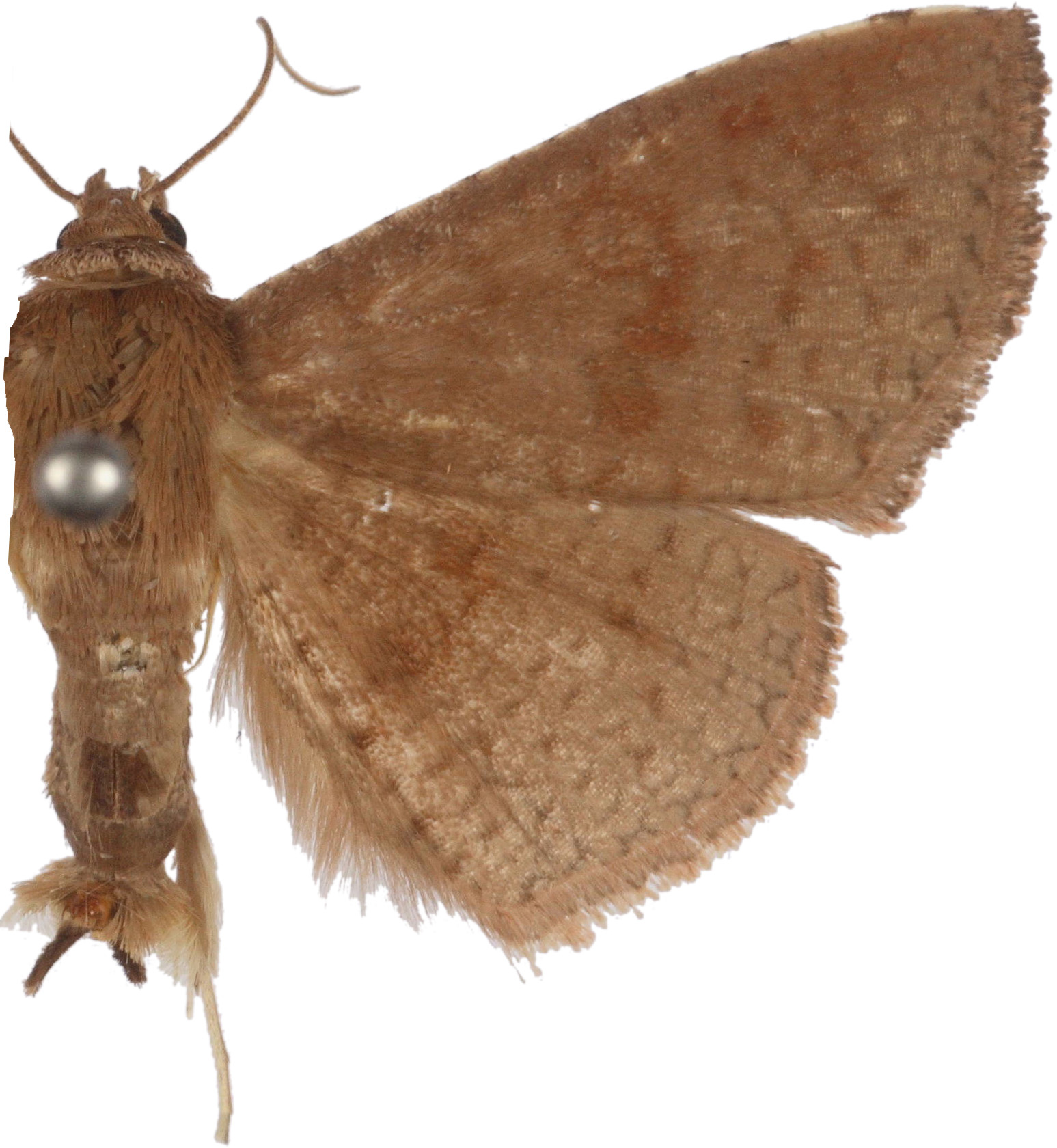 Striglina tibiaria Walker