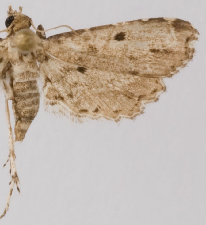 Sufetula minimalis Fletcher