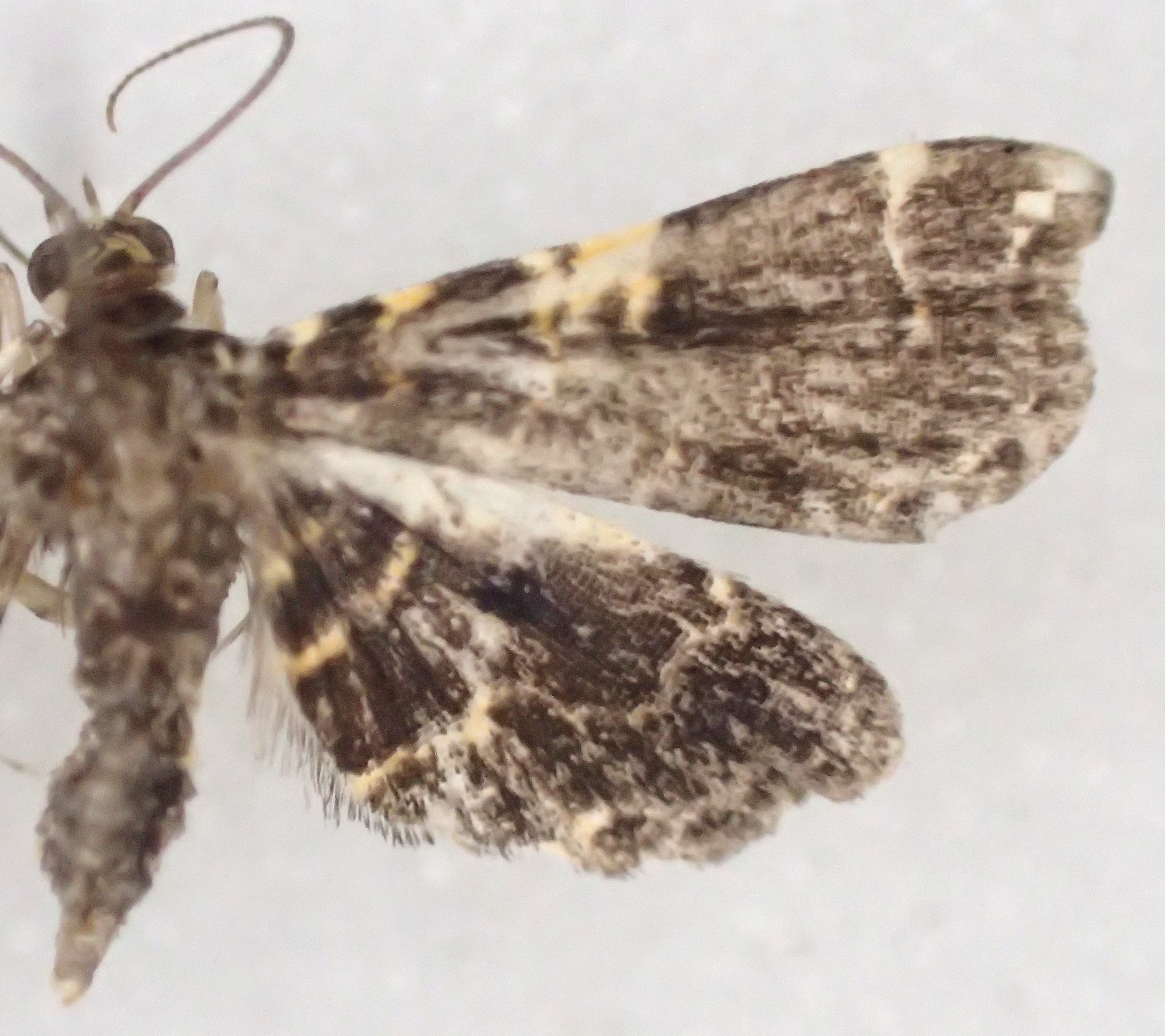 Sufetula sp. 1