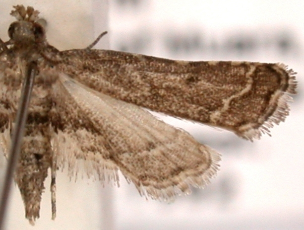 Sufetula sp. 2
