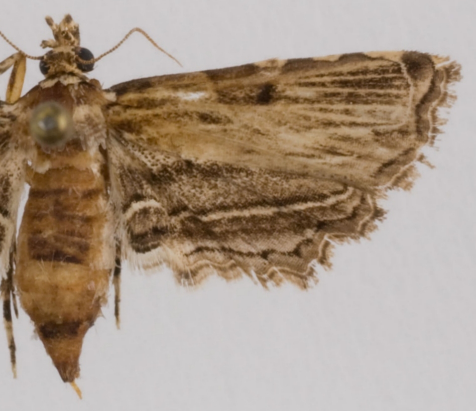Sufetula sp. 3
