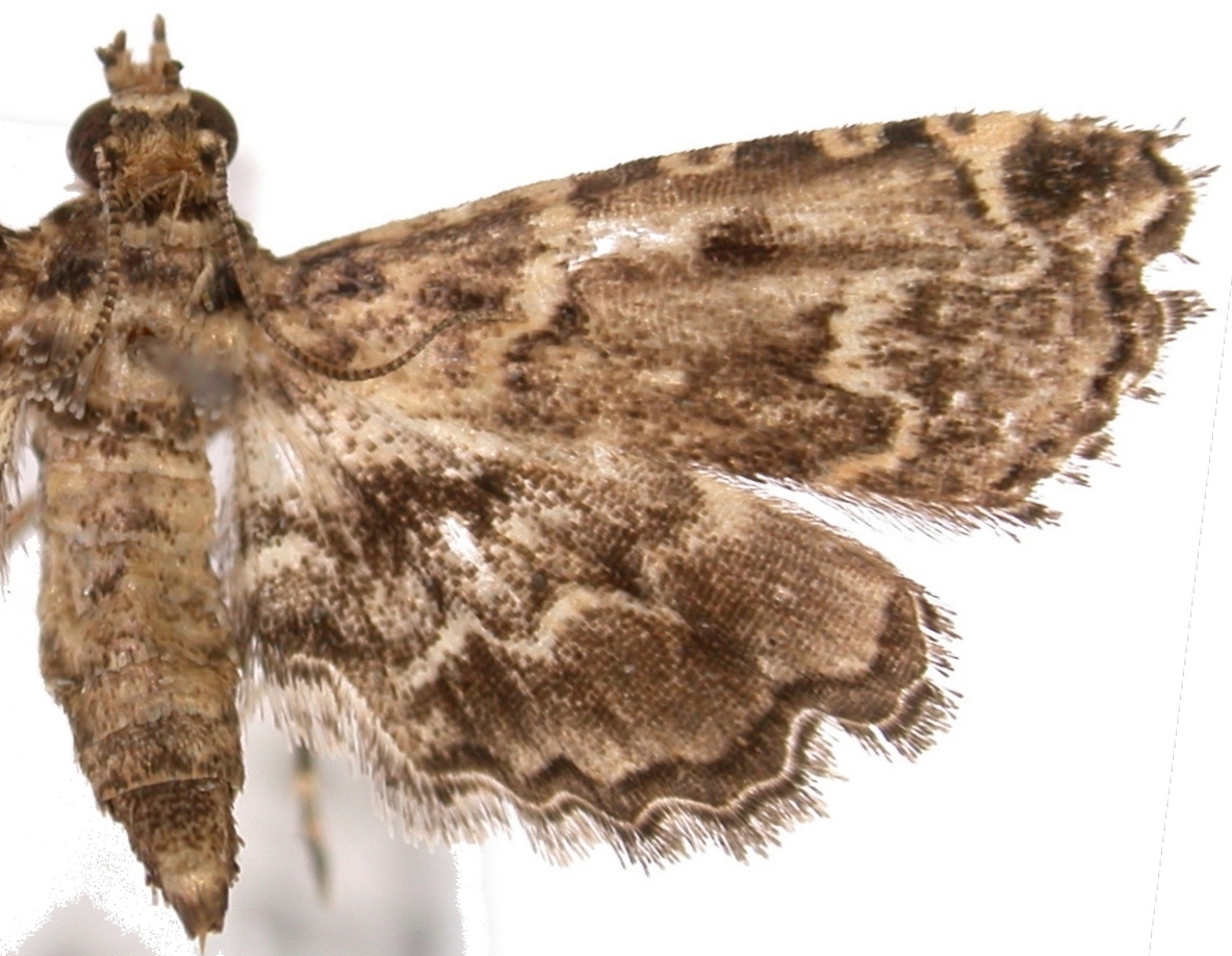 Sufetula sunidesalis Walker