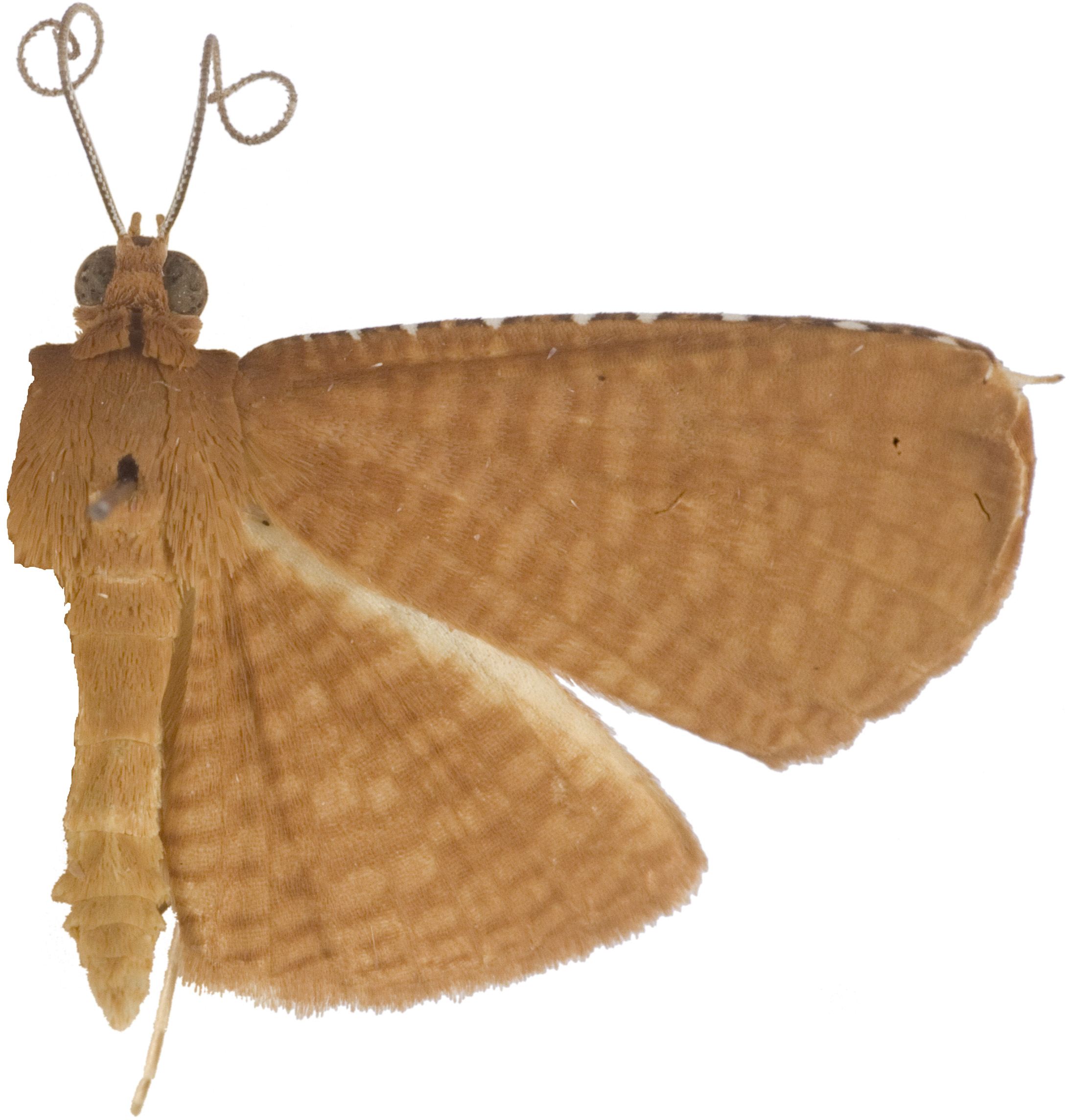 Symphleps atomosalis Warren