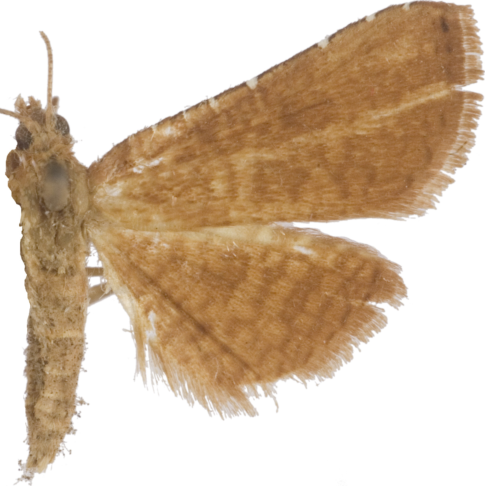 Symphleps perfusa Warren