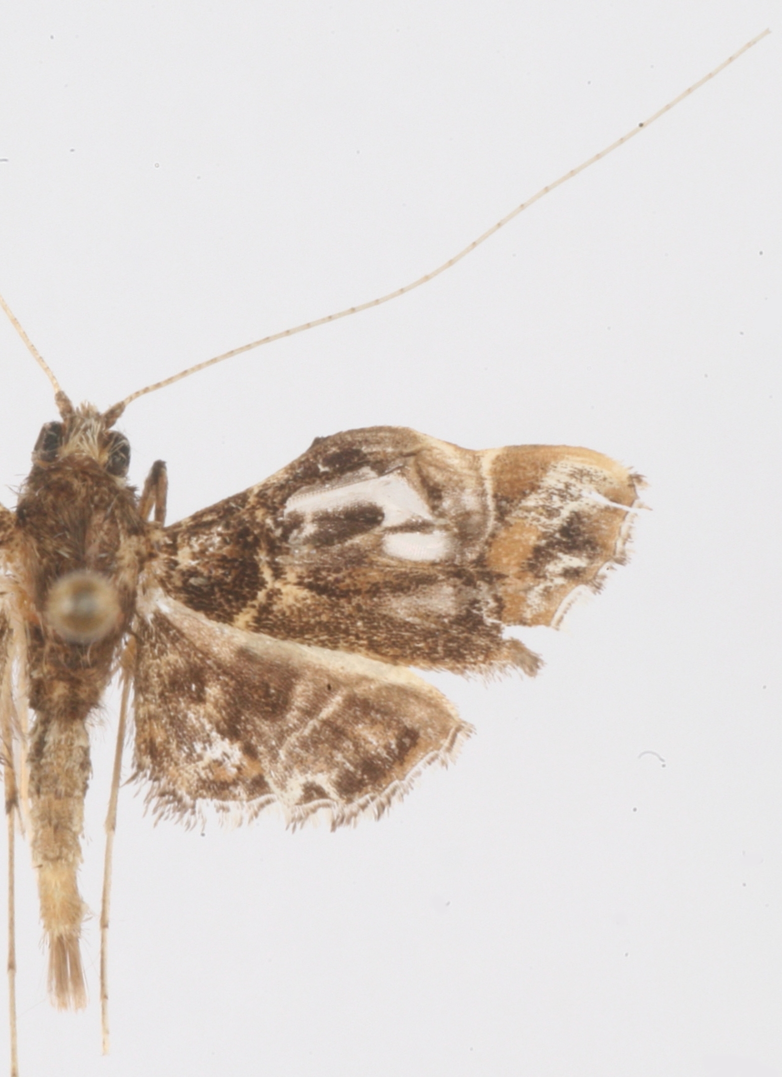 Teratauxta paradoxa Hering