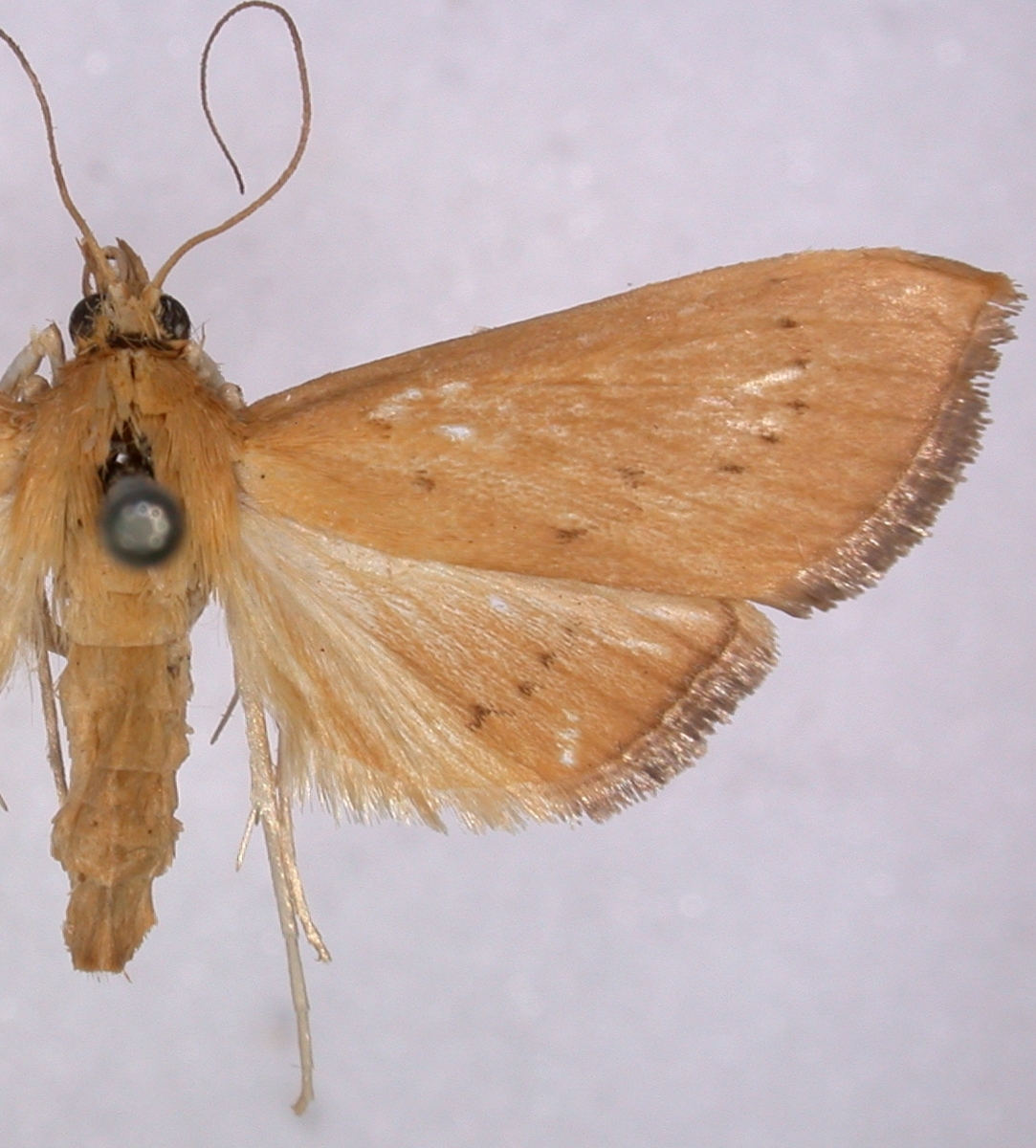 Thliptoceras althealis Walker