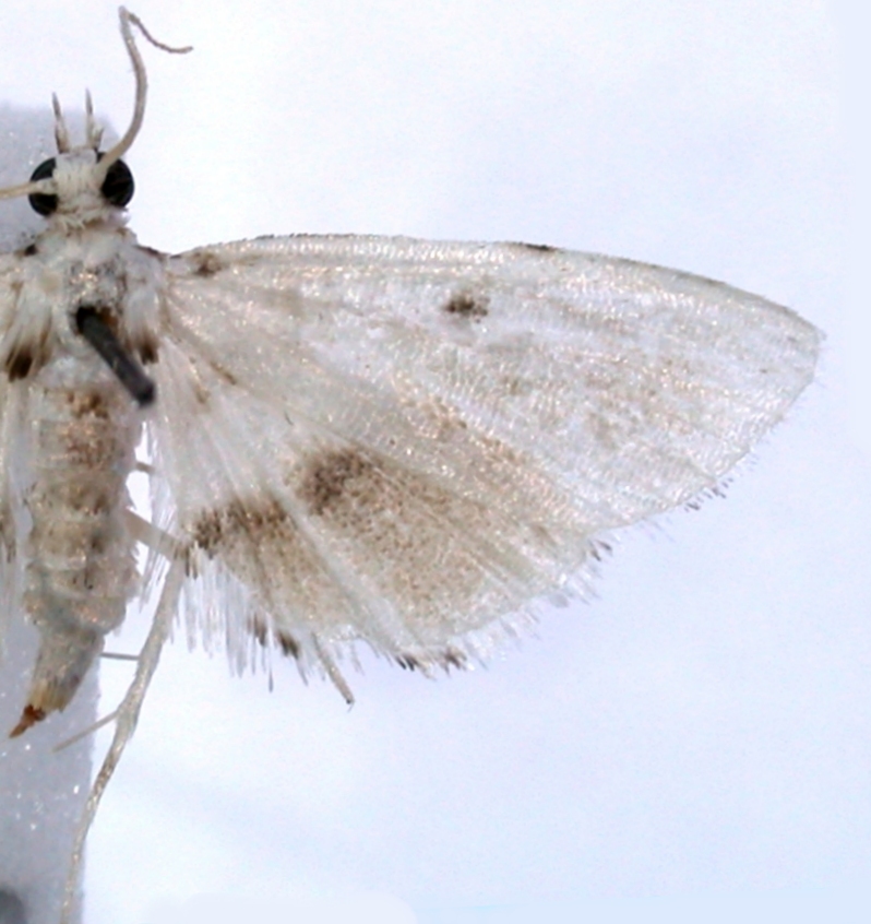 Trichophysetis sp. 3