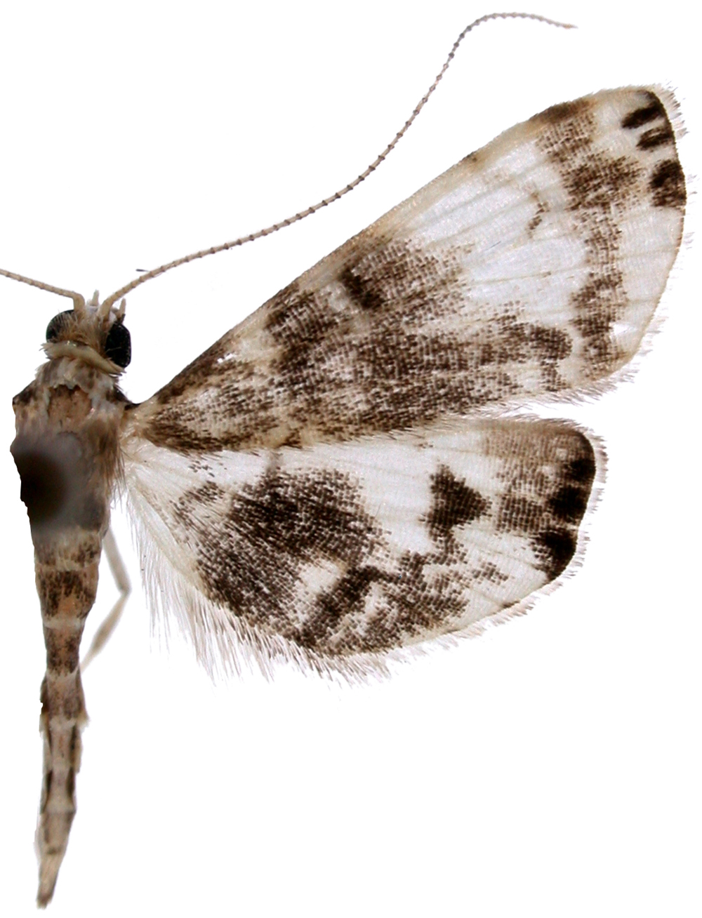 Trichophysetis sp. 13