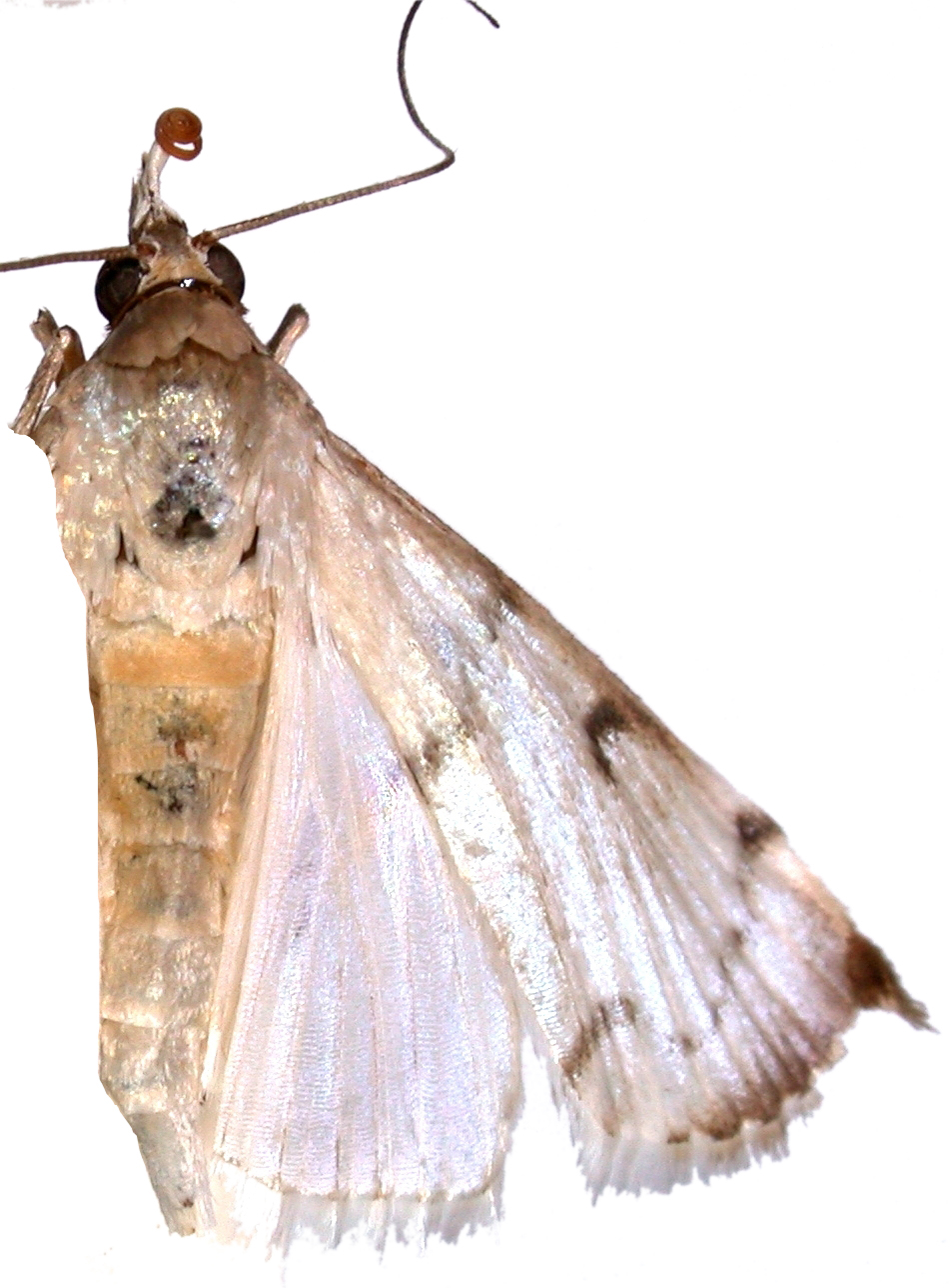 Trigonoorda sp. 1