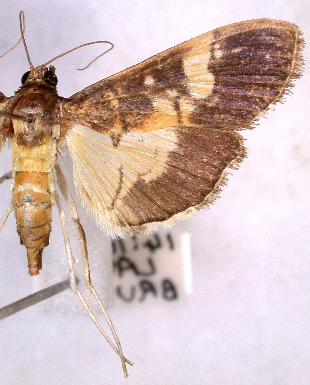 Uresiphita sp. 1