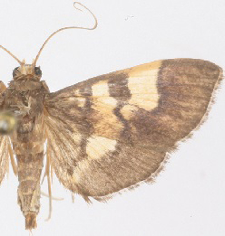 "Uresiphita" sp. 2