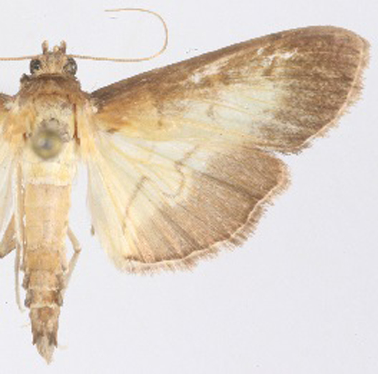 "Uresiphita" sp. 3