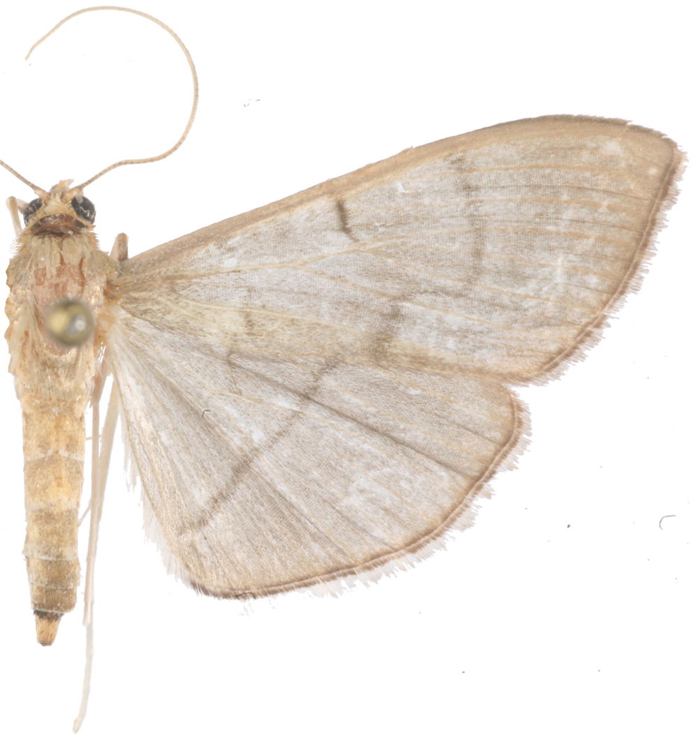 Lamprophaia ablactalis Walker