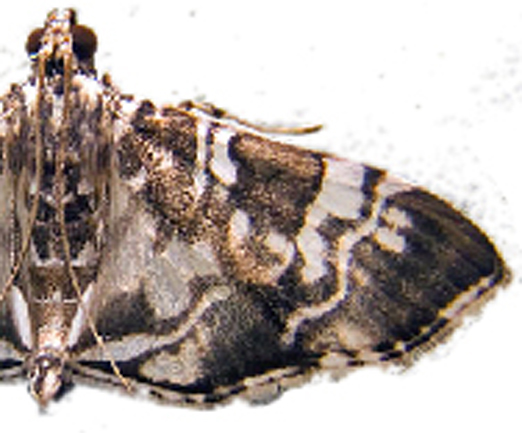Chabula acamasalis Walker