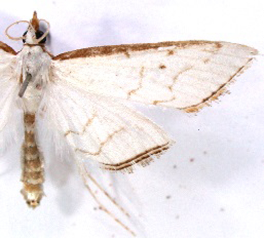 Ramila acciusalis Walker