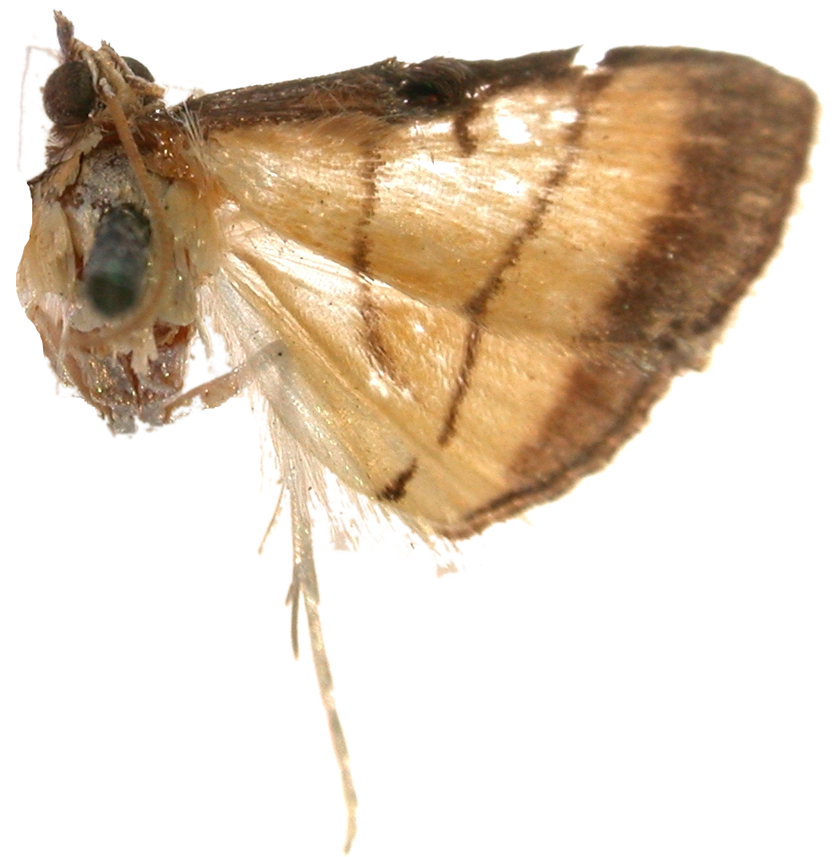 Cnaphalocrocis acerrimalis Walker