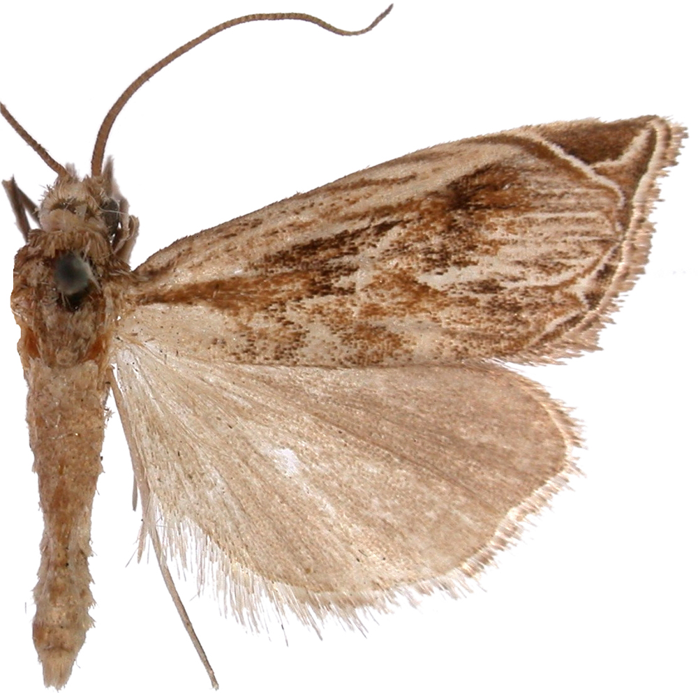 Charltoniada acrocapna Turner