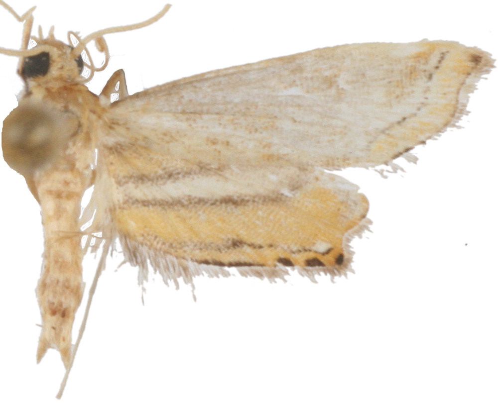 Acropentias sp. 1