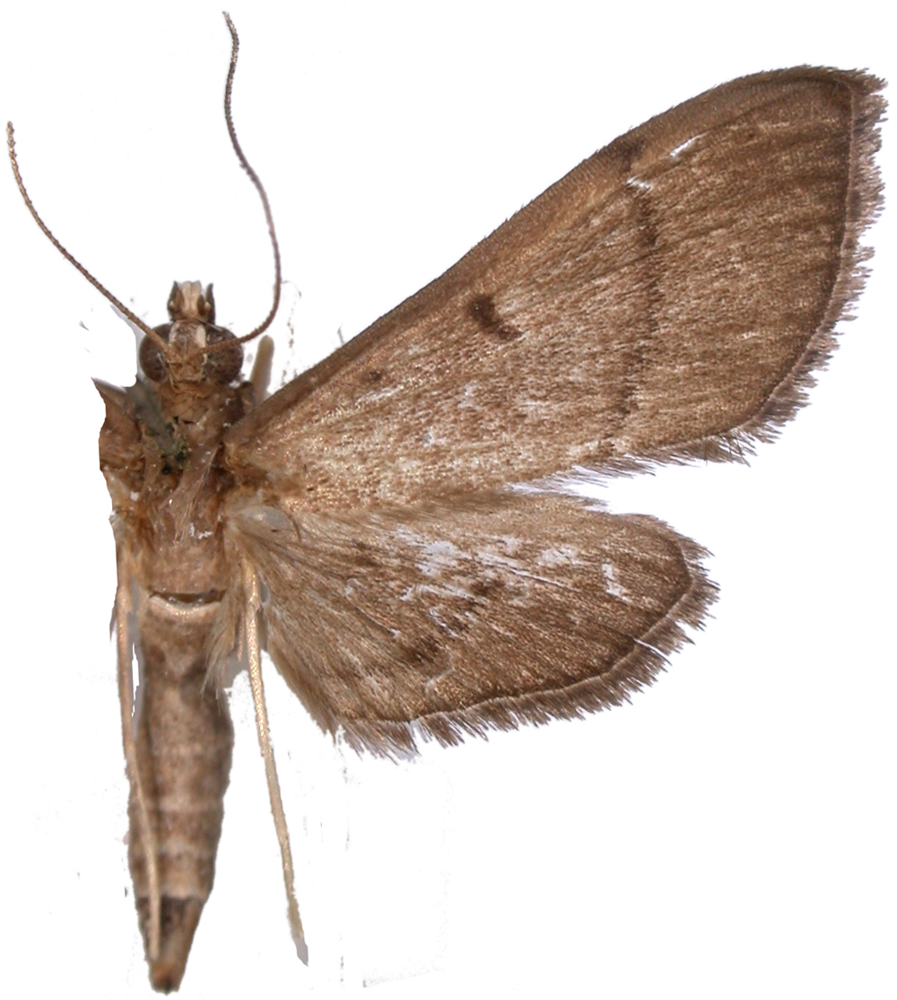 Bradina adhaesalis Walker