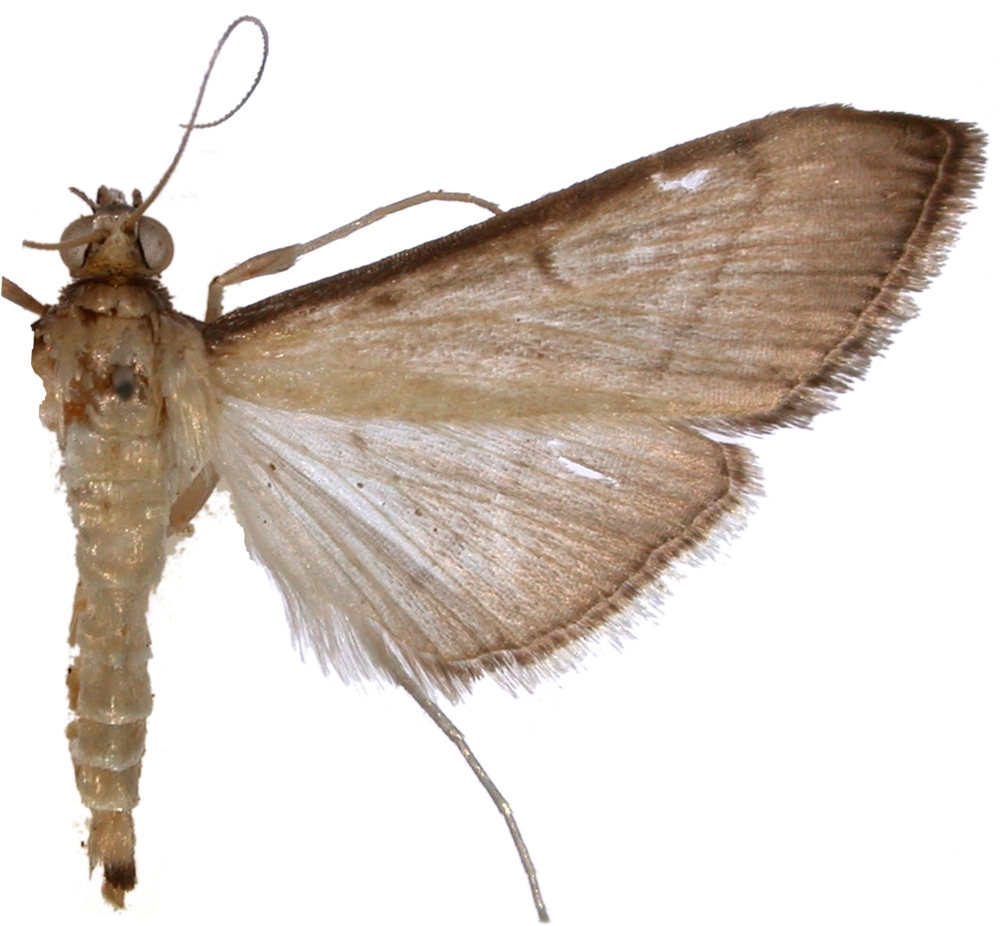 Bradina admixtalis Walker