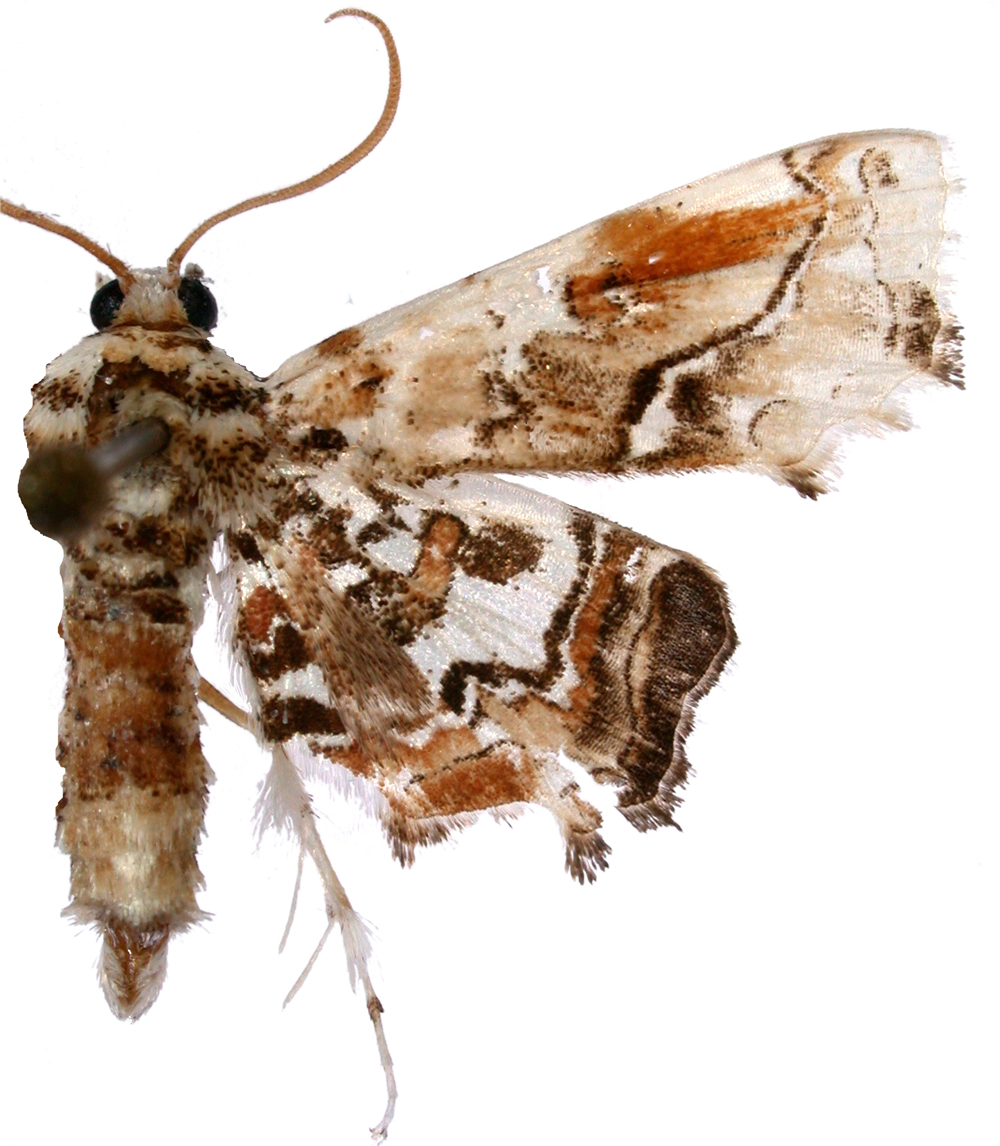 Aeolopetra sp. 1