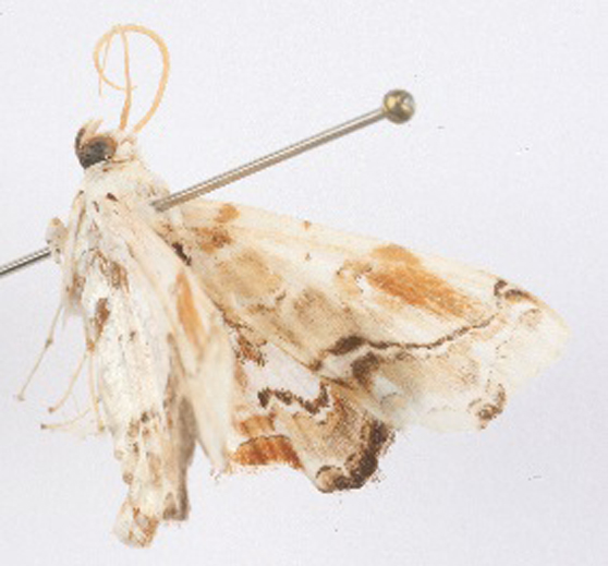 Aeolopetra sp. 2