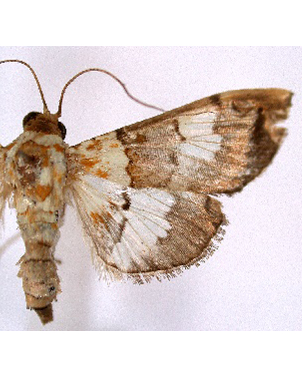 Aetholix sp. 1