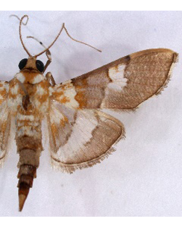 Aetholix sp. 2