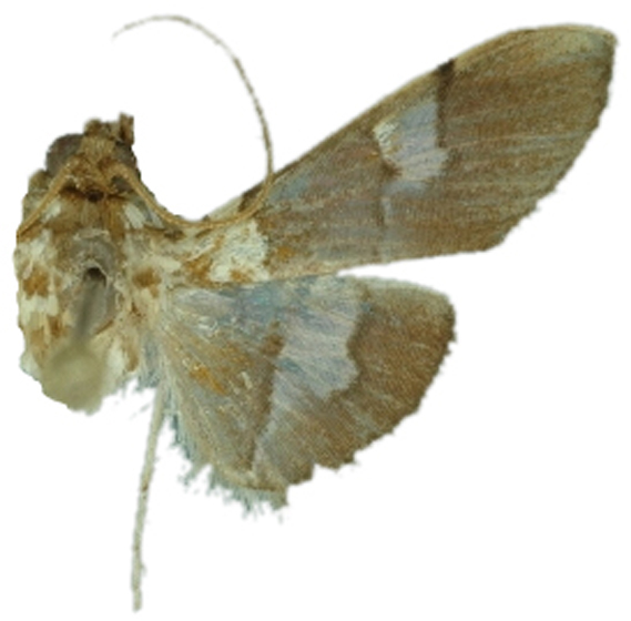 Aetholix sp. 3