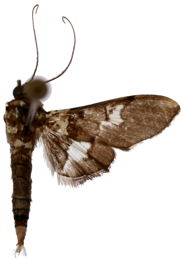 Aetholix sp. 4