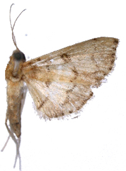 Aetholix sp. 5