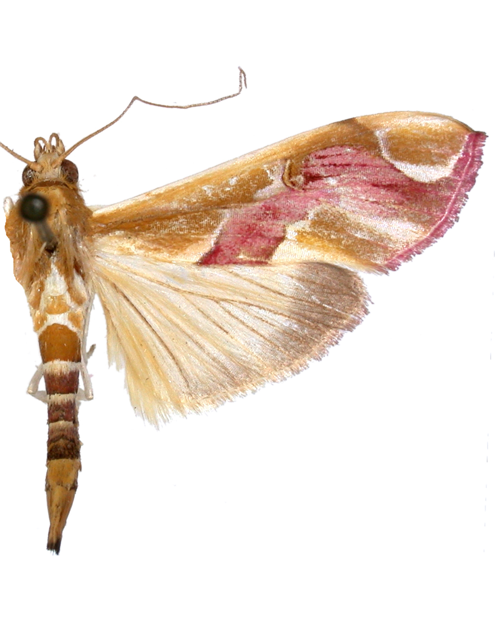 Agathodes sp. 1