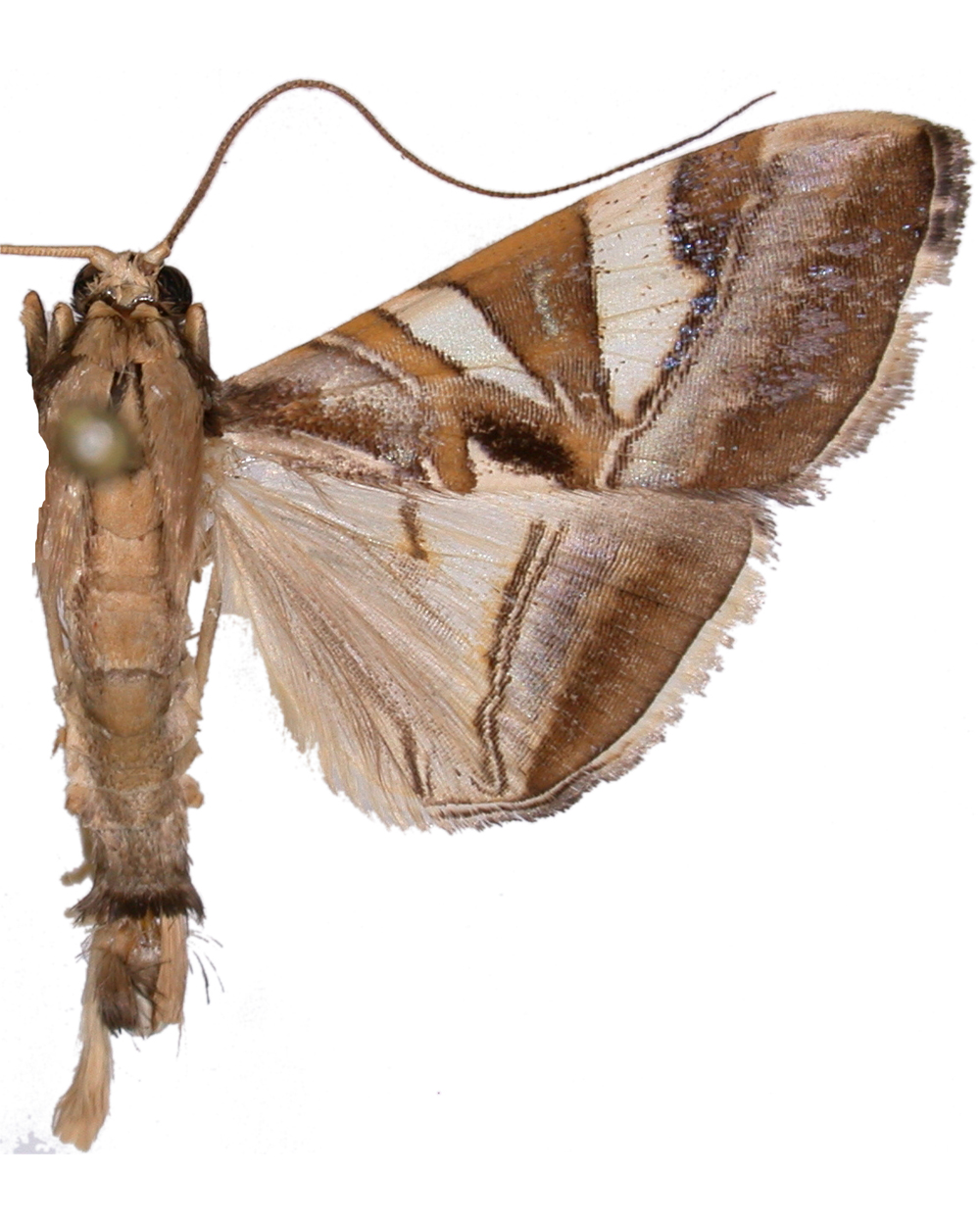 Agrioglypta sp. 1