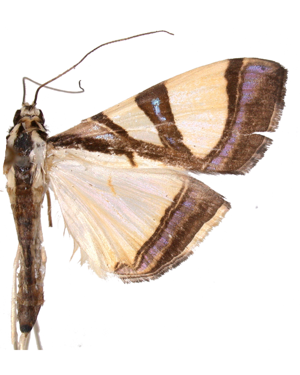 Agrioglypta sp. 2