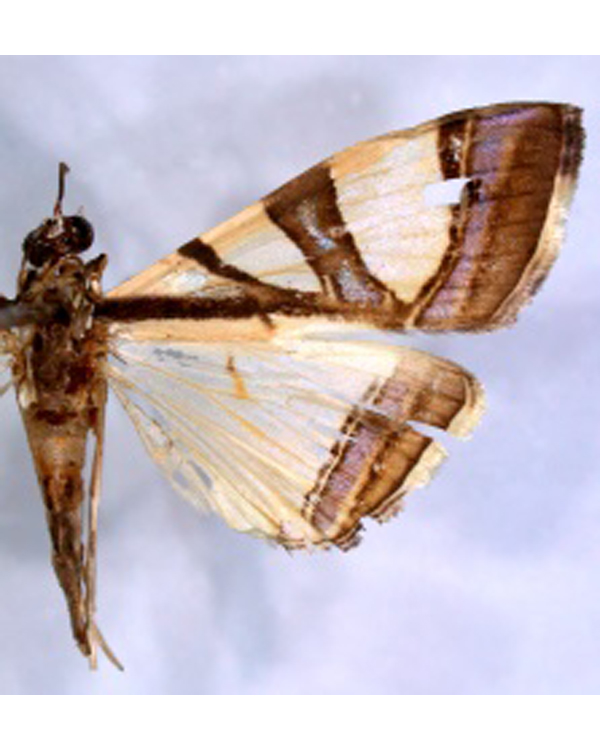 Agrioglypta sp. 3