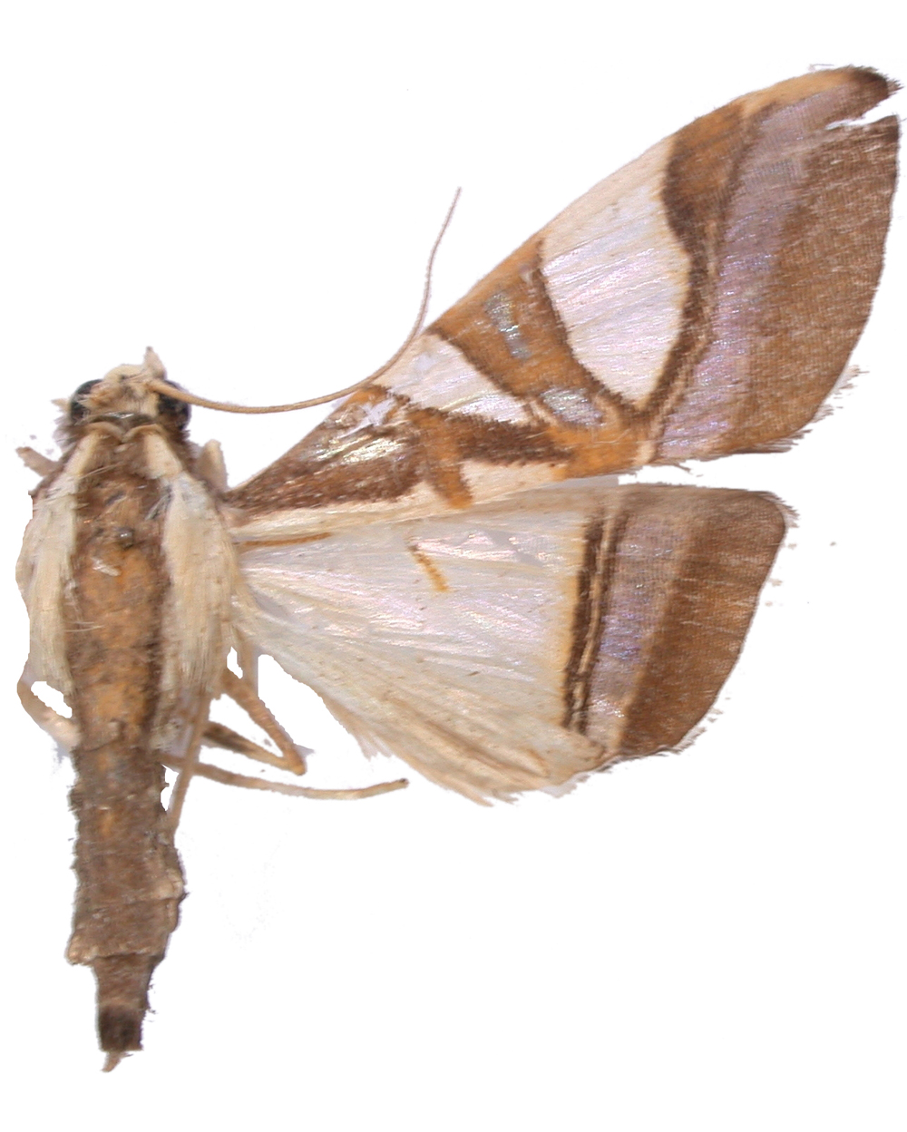 Agrioglypta sp. 4