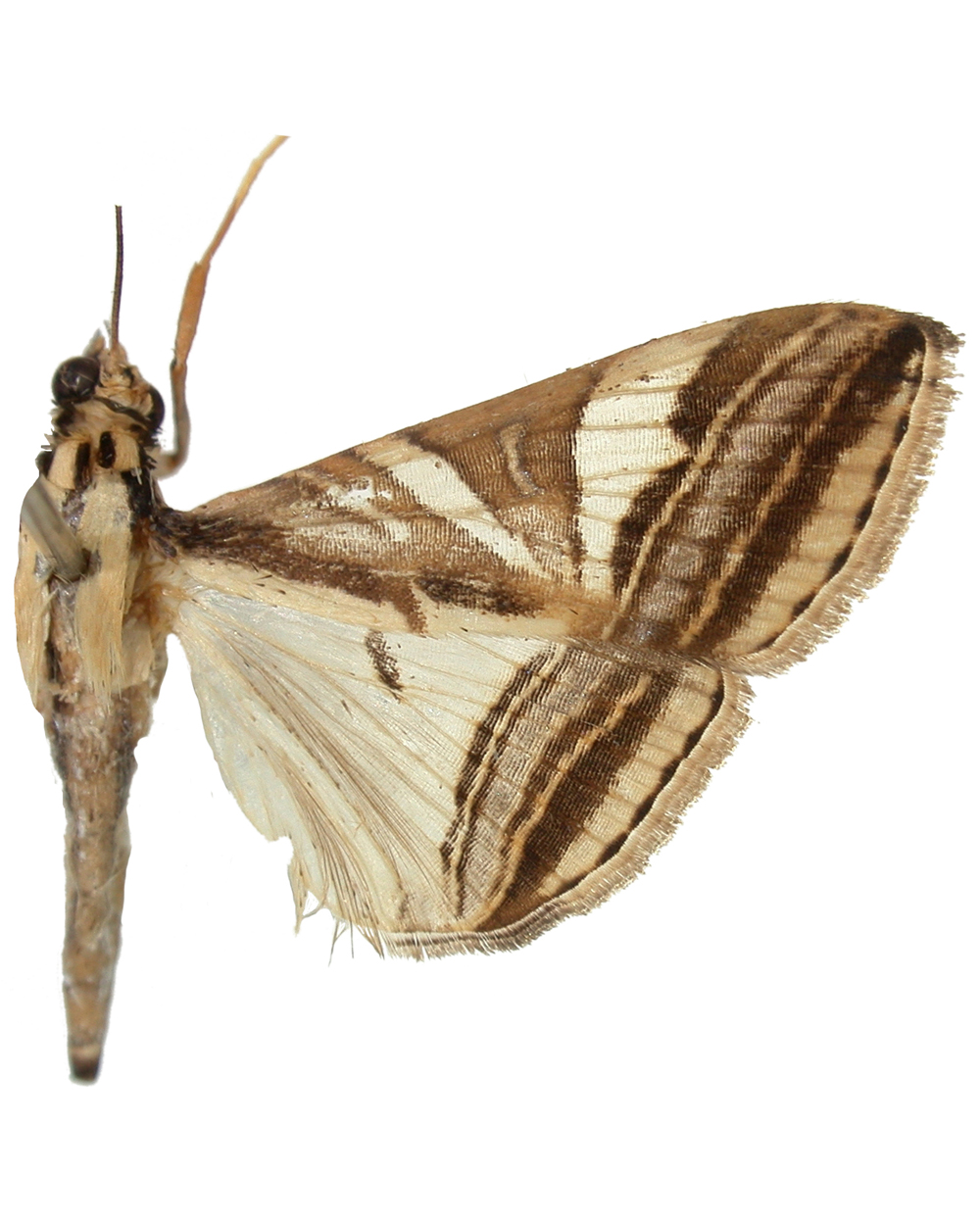 Agrioglypta sp. 5