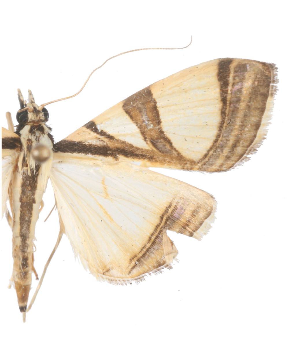 Agrioglypta sp. 6