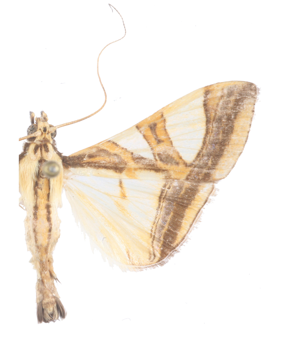 Agrioglypta sp. 7